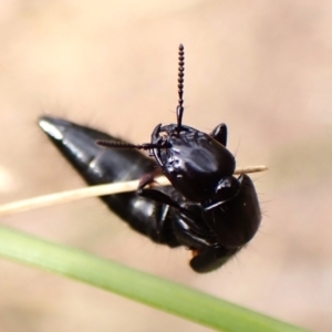 Staphylinidae (family) at Aranda Bushland - 8 Nov 2023