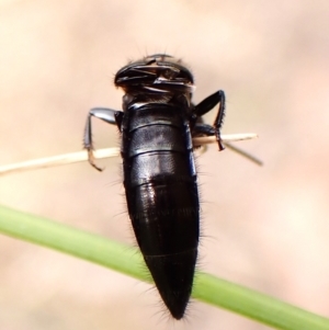 Staphylinidae (family) at Aranda Bushland - 8 Nov 2023