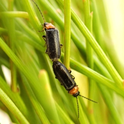 Heteromastix sp. (genus) (Soldier beetle) at Belconnen, ACT - 4 Nov 2023 by CathB