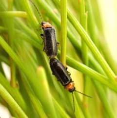 Heteromastix sp. (genus) (Soldier beetle) at Mount Painter - 4 Nov 2023 by CathB