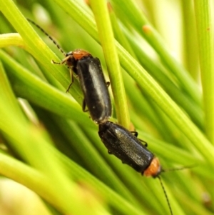 Heteromastix sp. (genus) at Mount Painter - 4 Nov 2023