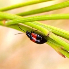 Monolepta minima (Leaf beetle) at Mount Painter - 4 Nov 2023 by CathB