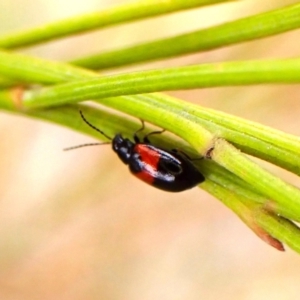 Monolepta minima at Mount Painter - 4 Nov 2023 03:04 PM