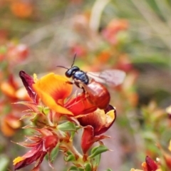 Exoneura sp. (genus) (A reed bee) at Belconnen, ACT - 6 Nov 2023 by CathB