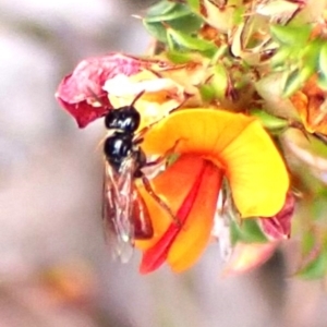 Exoneura sp. (genus) at Aranda Bushland - 6 Nov 2023