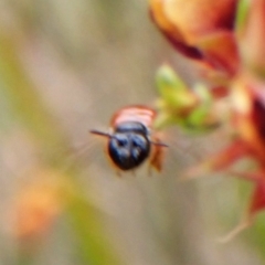 Exoneura sp. (genus) at Aranda Bushland - 6 Nov 2023