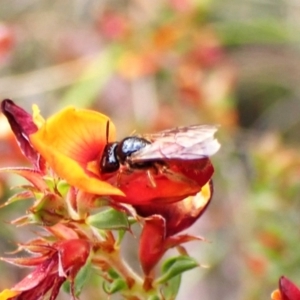 Exoneura sp. (genus) at Aranda Bushland - 6 Nov 2023