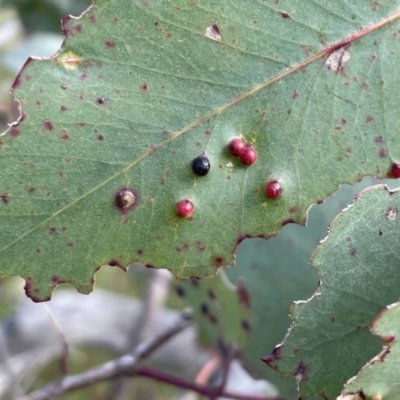 Eucalyptus insect gall at Bruce, ACT - 8 Nov 2023 by JVR