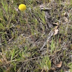 Craspedia variabilis (Common Billy Buttons) at Belconnen, ACT - 28 Oct 2023 by sangio7