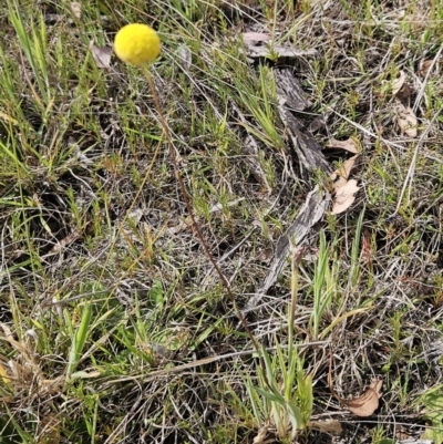 Craspedia variabilis (Common Billy Buttons) at The Pinnacle - 28 Oct 2023 by sangio7