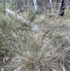 Poa sieberiana var. sieberiana at Bruce Ridge to Gossan Hill - 8 Nov 2023 05:15 PM