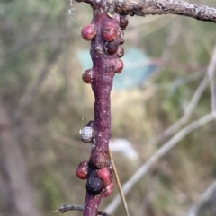 Eriococcus coriaceus at Bruce, ACT - 8 Nov 2023 by JVR