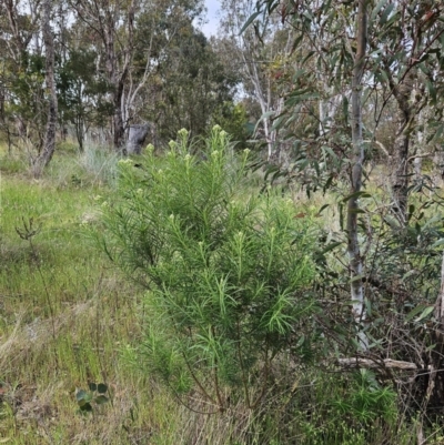 Cassinia longifolia (Shiny Cassinia, Cauliflower Bush) at The Pinnacle - 28 Oct 2023 by sangio7