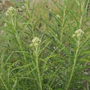 Cassinia longifolia at The Pinnacle - 28 Oct 2023 03:38 PM