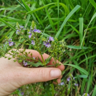 Veronica anagallis-aquatica (Blue Water Speedwell) at QPRC LGA - 8 Nov 2023 by clarehoneydove