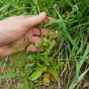 Veronica anagallis-aquatica at QPRC LGA - suppressed