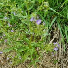 Veronica anagallis-aquatica at QPRC LGA - suppressed