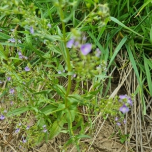 Veronica anagallis-aquatica at QPRC LGA - suppressed