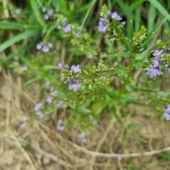 Veronica anagallis-aquatica at QPRC LGA - 8 Nov 2023