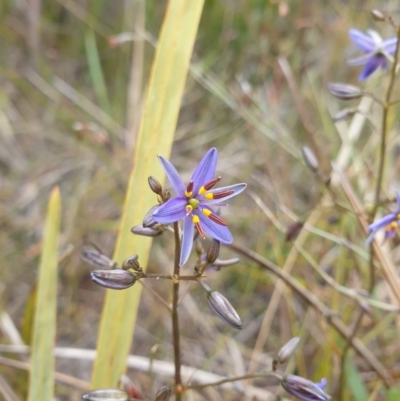 Dianella revoluta (Black-Anther Flax Lily) at Huntingfield, TAS - 3 Nov 2023 by Detritivore