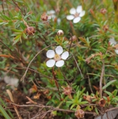 Euryomyrtus ramosissima (Rosy Baeckea) at Blackmans Bay, TAS - 3 Nov 2023 by Detritivore