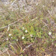 Euryomyrtus ramosissima at Blackmans Bay, TAS - 3 Nov 2023 11:42 AM