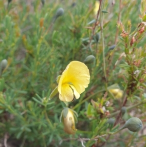 Gompholobium huegelii at Huntingfield, TAS - 3 Nov 2023