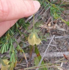 Gompholobium huegelii at Huntingfield, TAS - 3 Nov 2023