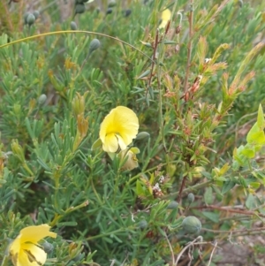 Gompholobium huegelii at Huntingfield, TAS - 3 Nov 2023