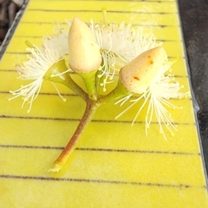 Eucalyptus blakelyi at Deakin, ACT - 8 Nov 2023 06:08 PM