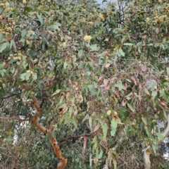 Eucalyptus blakelyi at Deakin, ACT - 8 Nov 2023