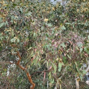 Eucalyptus blakelyi at Deakin, ACT - 8 Nov 2023 06:08 PM