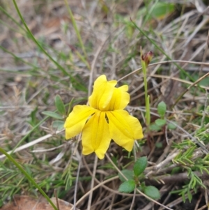 Goodenia lanata at Huntingfield, TAS - 3 Nov 2023 11:48 AM