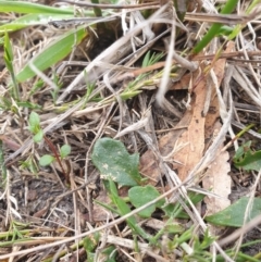 Goodenia lanata at Huntingfield, TAS - 3 Nov 2023 11:48 AM