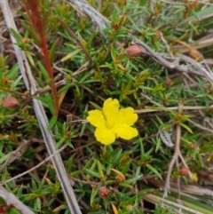 Hibbertia acicularis (Prickly Guinea-flower) at Huntingfield, TAS - 3 Nov 2023 by Detritivore