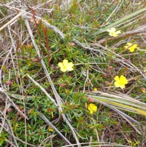 Hibbertia acicularis at Huntingfield, TAS - 3 Nov 2023