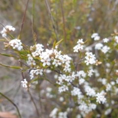 Leucopogon virgatus (Common Beard-heath) at Huntingfield, TAS - 3 Nov 2023 by Detritivore