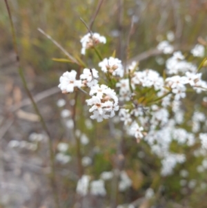 Leucopogon virgatus at Huntingfield, TAS - 3 Nov 2023