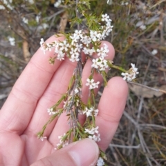 Leucopogon virgatus at Huntingfield, TAS - 3 Nov 2023