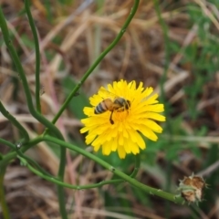 Apis mellifera (European honey bee) at Griffith Woodland - 5 Nov 2023 by JodieR