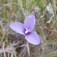 Patersonia fragilis (Short Purple Flag) at Huntingfield, TAS - 3 Nov 2023 by Detritivore