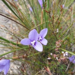 Patersonia fragilis at Huntingfield, TAS - 3 Nov 2023