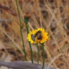 Lasioglossum (Chilalictus) lanarium (Halictid bee) at Griffith Woodland - 5 Nov 2023 by JodieR