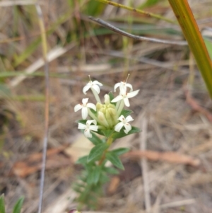 Pimelea linifolia at Huntingfield, TAS - 3 Nov 2023