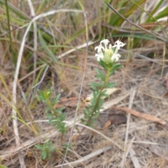 Pimelea linifolia at Huntingfield, TAS - 3 Nov 2023 11:50 AM