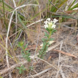 Pimelea linifolia at Huntingfield, TAS - 3 Nov 2023