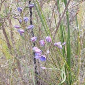 Thelymitra ixioides at Huntingfield, TAS - suppressed
