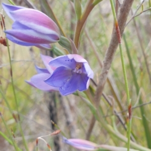 Thelymitra ixioides at Huntingfield, TAS - suppressed