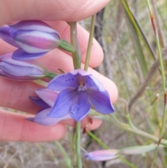 Thelymitra ixioides at Huntingfield, TAS - suppressed