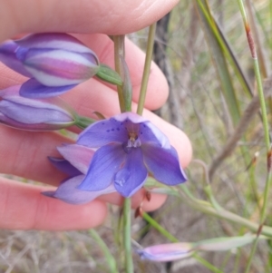 Thelymitra ixioides at Huntingfield, TAS - suppressed